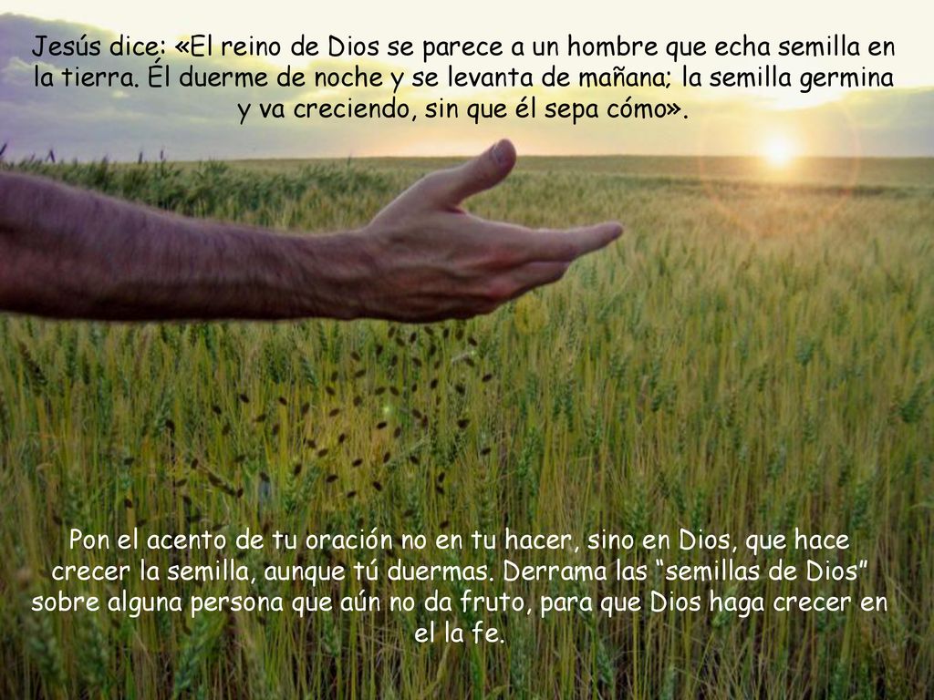 Jesús dice: «El reino de Dios se parece a un hombre que echa semilla en la tierra. Él duerme de noche y se levanta de mañana; la semilla germina y va creciendo, sin que él sepa cómo».