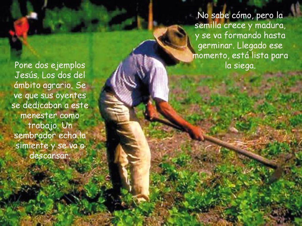 No sabe cómo, pero la semilla crece y madura, y se va formando hasta germinar. Llegado ese momento, está lista para la siega.