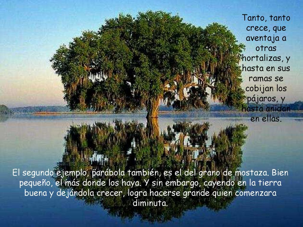 Tanto, tanto crece, que aventaja a otras hortalizas, y hasta en sus ramas se cobijan los pájaros, y hasta anidan en ellas.