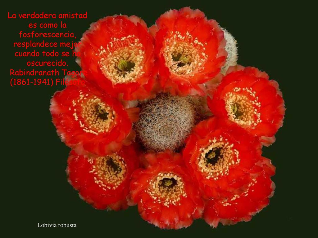 Rabindranath Tagore ( ) Filósofo