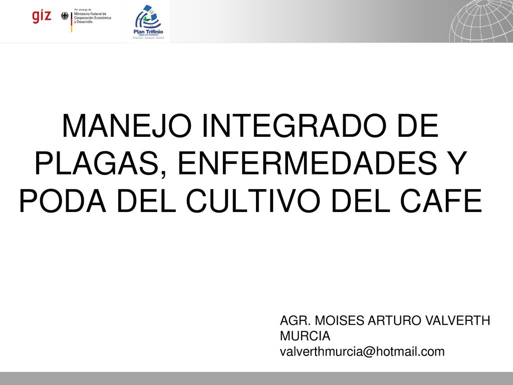 MANEJO INTEGRADO DE PLAGAS, ENFERMEDADES Y PODA DEL CULTIVO DEL CAFE