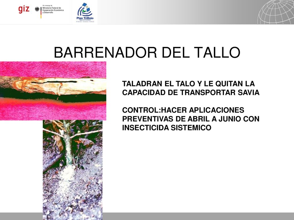 BARRENADOR DEL TALLO TALADRAN EL TALO Y LE QUITAN LA CAPACIDAD DE TRANSPORTAR SAVIA.