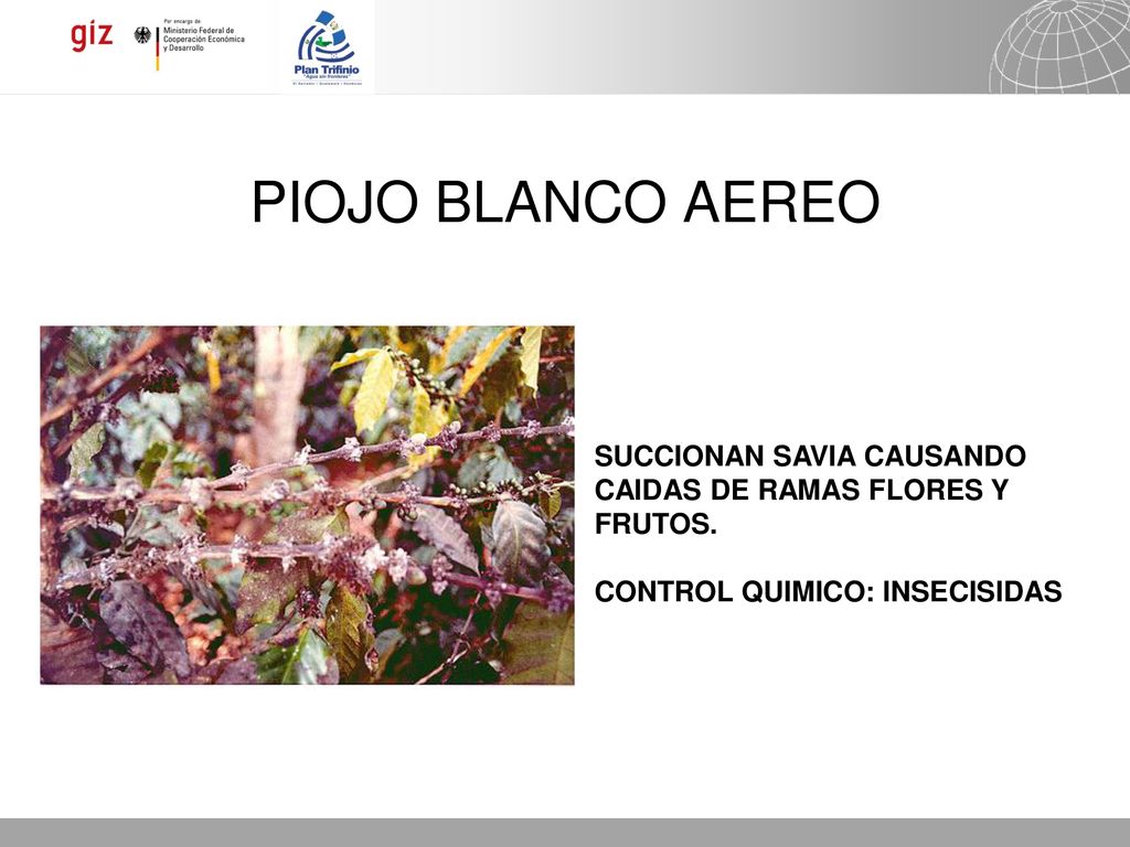 PIOJO BLANCO AEREO SUCCIONAN SAVIA CAUSANDO CAIDAS DE RAMAS FLORES Y FRUTOS.