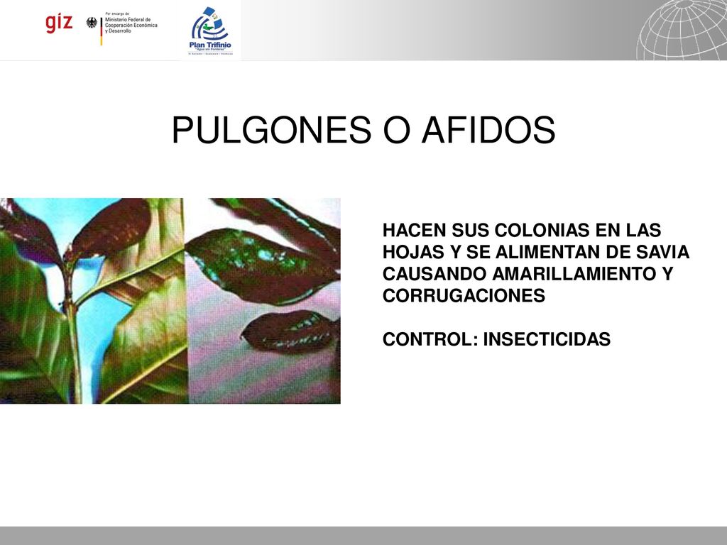 PULGONES O AFIDOS HACEN SUS COLONIAS EN LAS HOJAS Y SE ALIMENTAN DE SAVIA CAUSANDO AMARILLAMIENTO Y CORRUGACIONES.