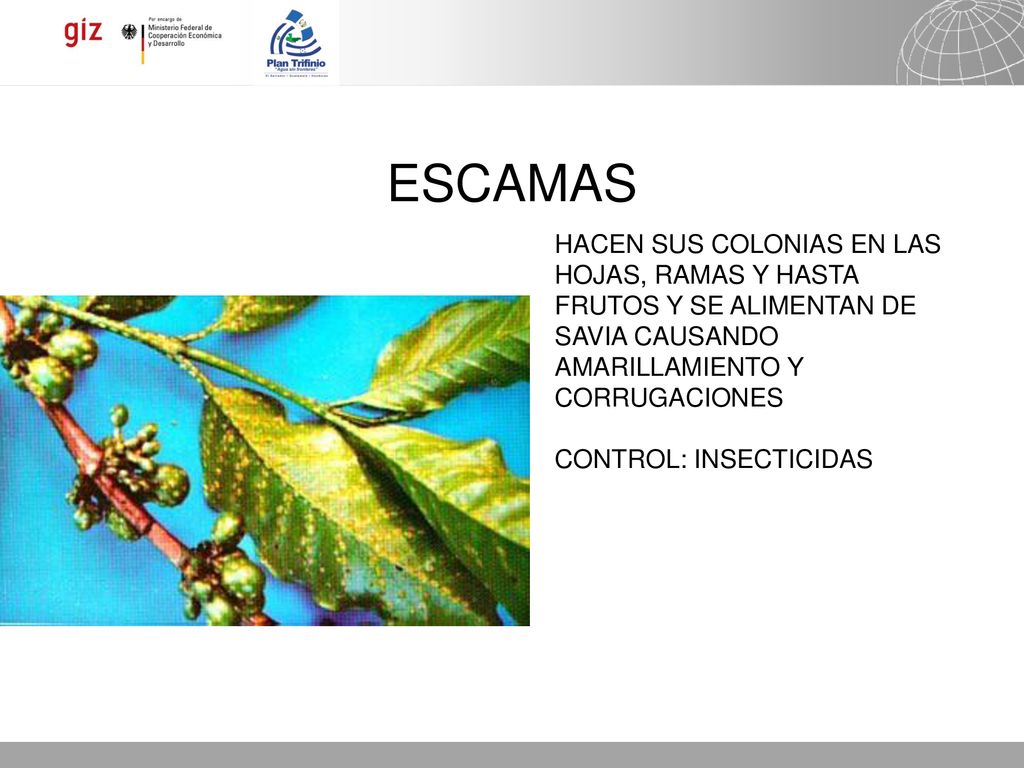 ESCAMAS HACEN SUS COLONIAS EN LAS HOJAS, RAMAS Y HASTA FRUTOS Y SE ALIMENTAN DE SAVIA CAUSANDO AMARILLAMIENTO Y CORRUGACIONES.