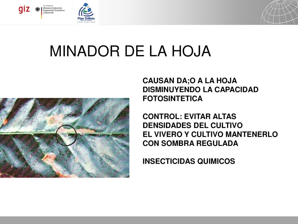 MINADOR DE LA HOJA CAUSAN DA;O A LA HOJA DISMINUYENDO LA CAPACIDAD FOTOSINTETICA. CONTROL: EVITAR ALTAS DENSIDADES DEL CULTIVO.