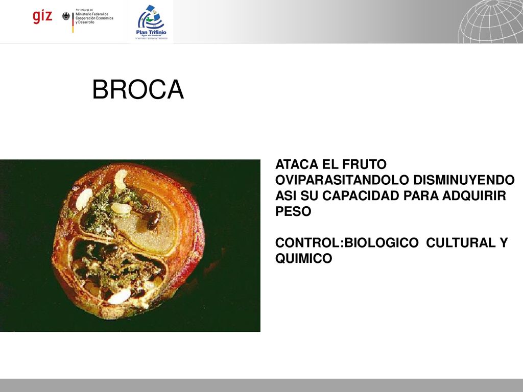 BROCA ATACA EL FRUTO OVIPARASITANDOLO DISMINUYENDO ASI SU CAPACIDAD PARA ADQUIRIR PESO.
