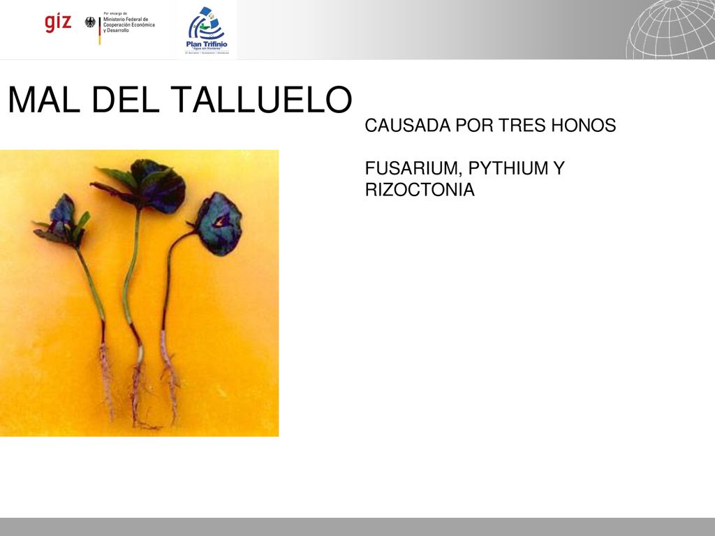 MAL DEL TALLUELO CAUSADA POR TRES HONOS FUSARIUM, PYTHIUM Y RIZOCTONIA