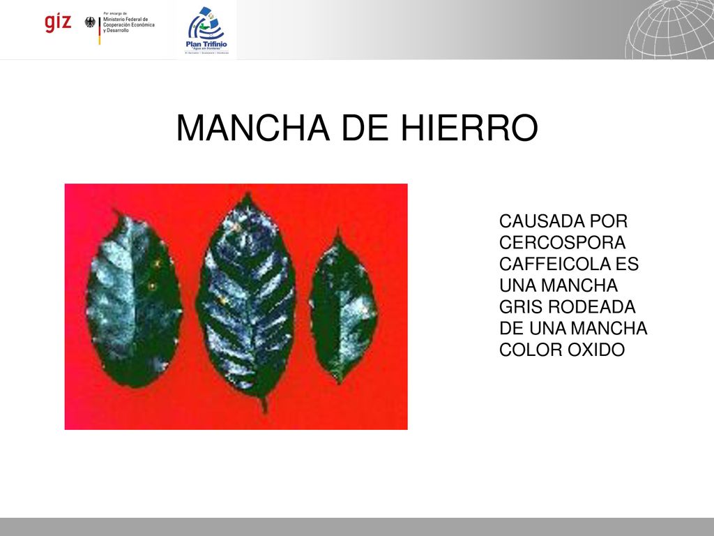MANCHA DE HIERRO CAUSADA POR CERCOSPORA CAFFEICOLA ES UNA MANCHA GRIS RODEADA DE UNA MANCHA COLOR OXIDO.