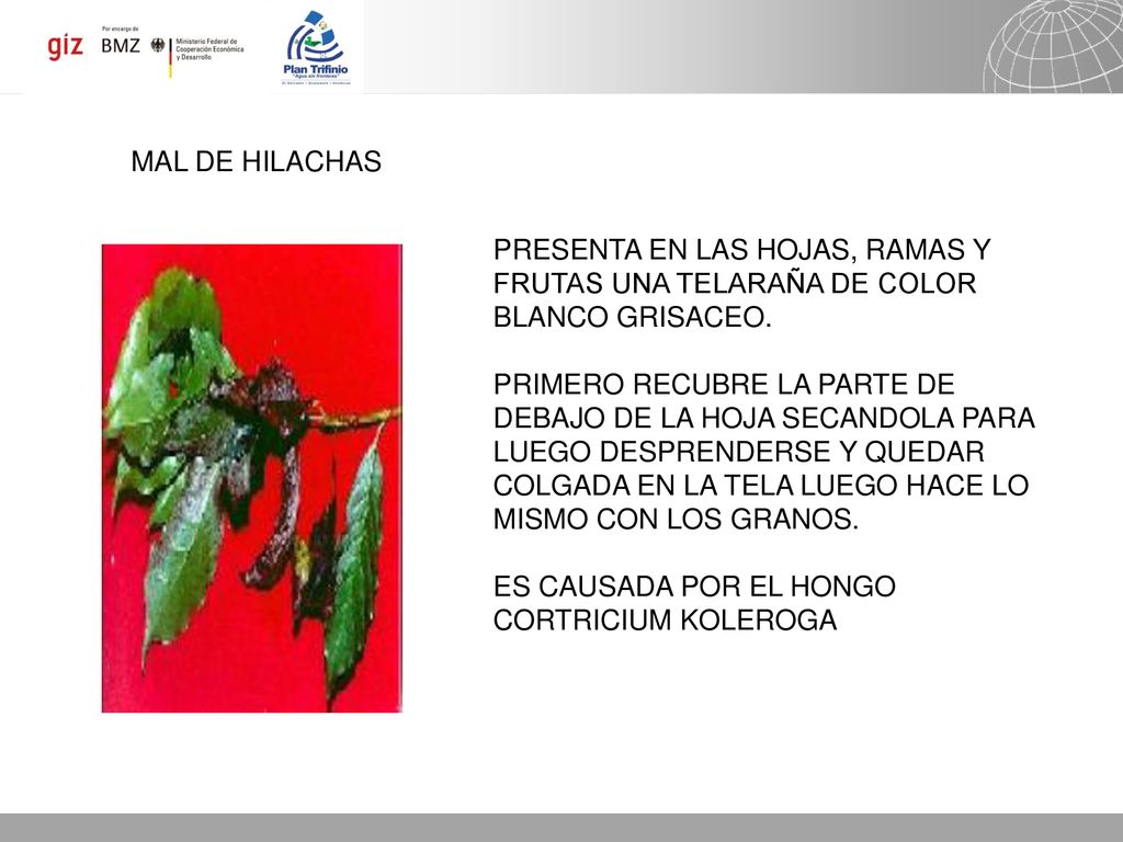 MAL DE HILACHAS PRESENTA EN LAS HOJAS, RAMAS Y FRUTAS UNA TELARAÑA DE COLOR BLANCO GRISACEO.