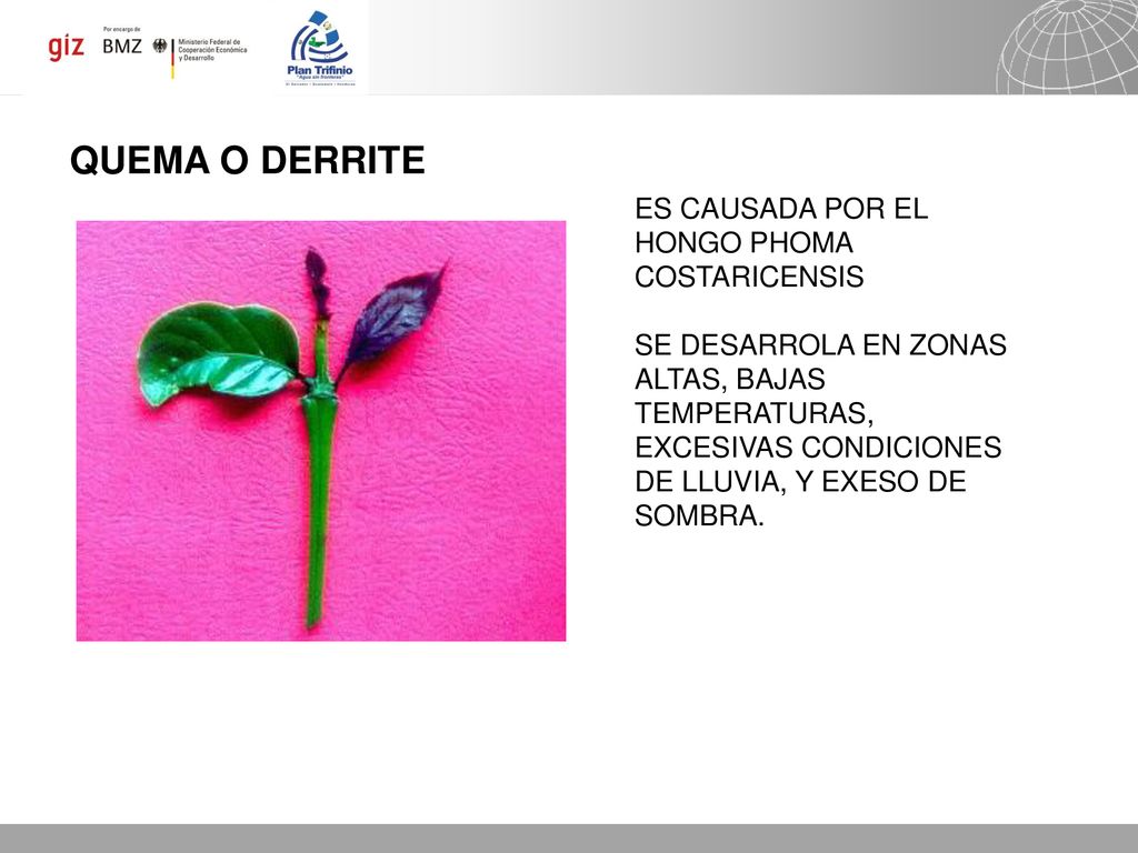 QUEMA O DERRITE ES CAUSADA POR EL HONGO PHOMA COSTARICENSIS