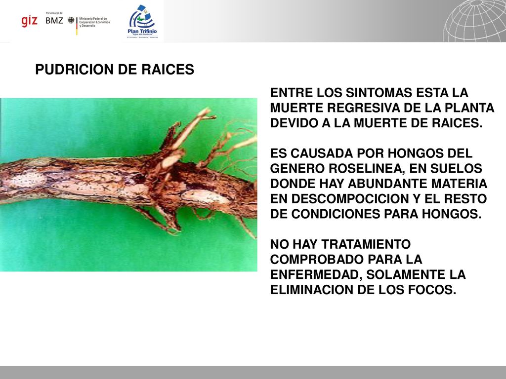 PUDRICION DE RAICES ENTRE LOS SINTOMAS ESTA LA MUERTE REGRESIVA DE LA PLANTA DEVIDO A LA MUERTE DE RAICES.