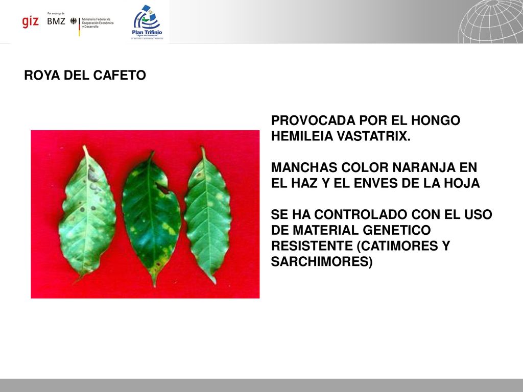 ROYA DEL CAFETO PROVOCADA POR EL HONGO HEMILEIA VASTATRIX. MANCHAS COLOR NARANJA EN EL HAZ Y EL ENVES DE LA HOJA.