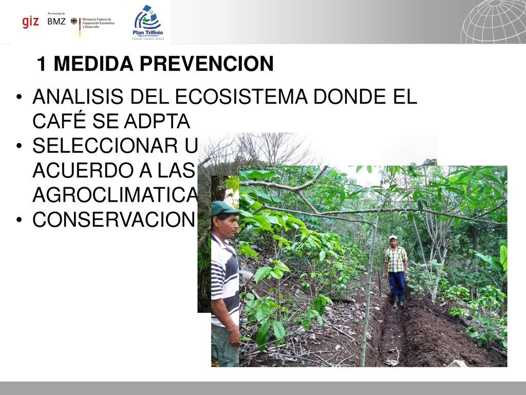 1 MEDIDA PREVENCION ANALISIS DEL ECOSISTEMA DONDE EL CAFÉ SE ADPTA. SELECCIONAR UNA VARIEDAD DE ACUERDO A LAS CONDICIONES AGROCLIMATICAS.