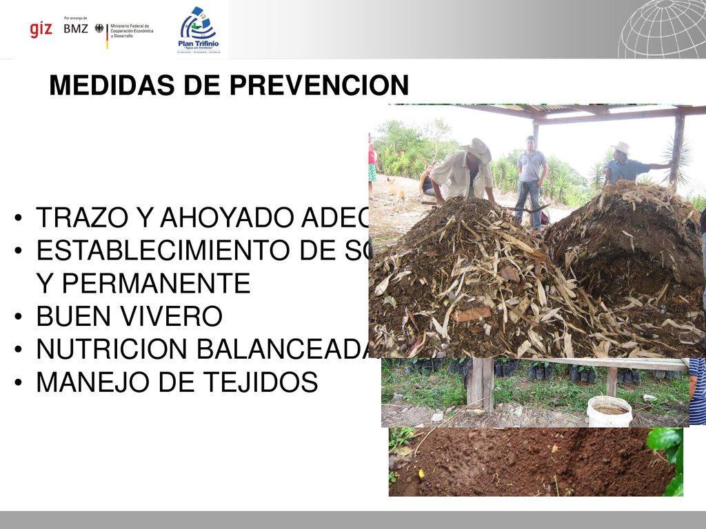MEDIDAS DE PREVENCION TRAZO Y AHOYADO ADECUADOS. ESTABLECIMIENTO DE SOMBRA TEMPORAL Y PERMANENTE. BUEN VIVERO.