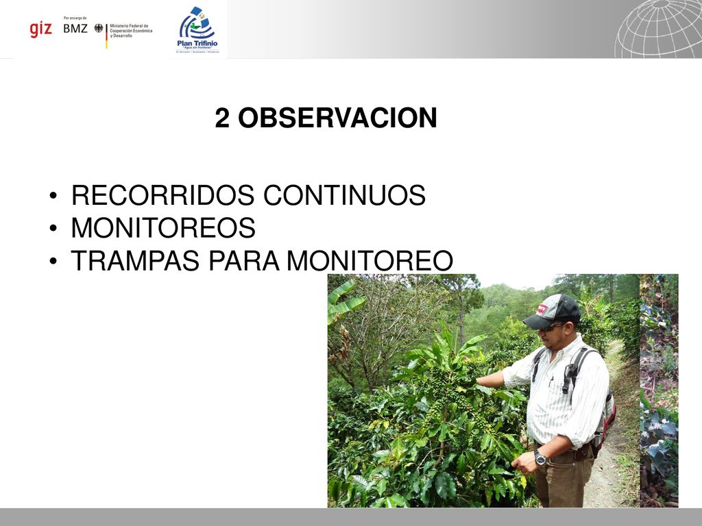 2 OBSERVACION RECORRIDOS CONTINUOS MONITOREOS TRAMPAS PARA MONITOREO