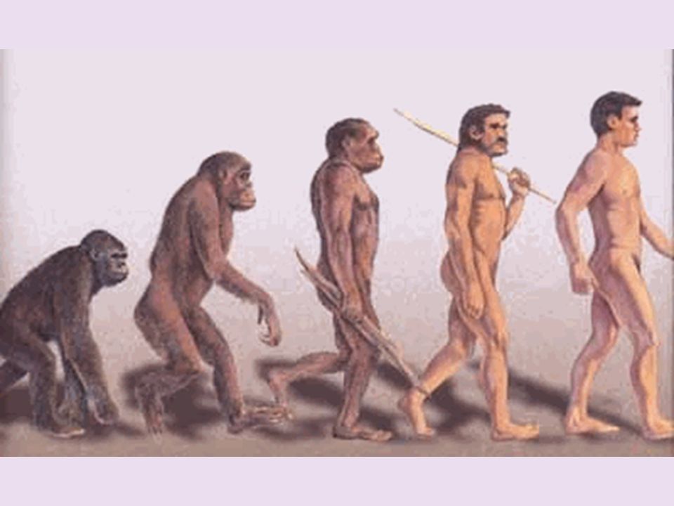 El lumbago es una de las dolencias cuyo origen se sitúa en la Prehistoria, cuando los lejanos antepasados adoptan la posición bípeda. Este paso supuso una evolución extraordinaria sobre el resto de los mamíferos, pero también tuvo esta dolorosa consecuencia: la columna vertebral ya no reposa sobre cuatro puntos de apoyo sino sobre dos, y todo el peso del cuerpo recae sobre la región lumbar baja.