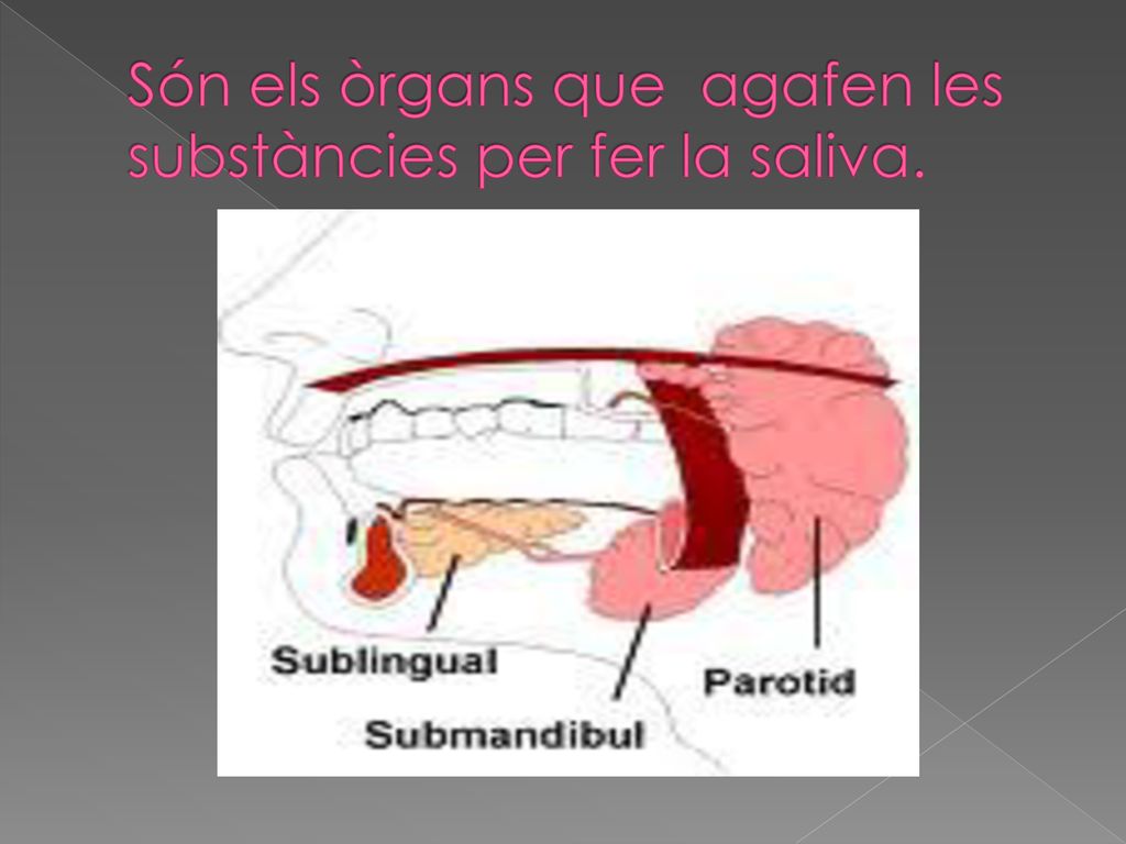 Són els òrgans que agafen les substàncies per fer la saliva.