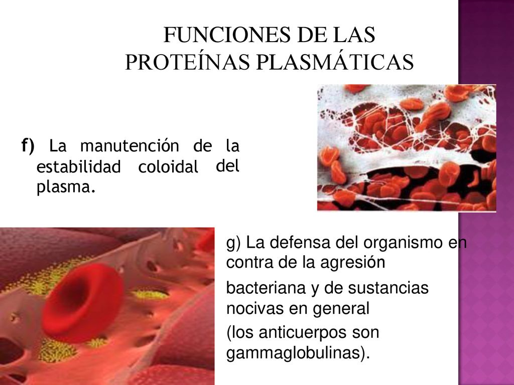 FUNCIONES DE LAS PROTEÍNAS PLASMÁTICAS f) La manutención de la del