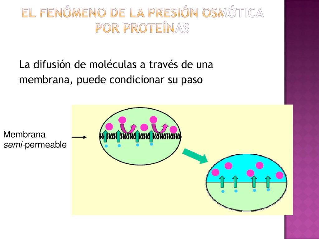 La difusión de moléculas a través membrana, puede condicionar su