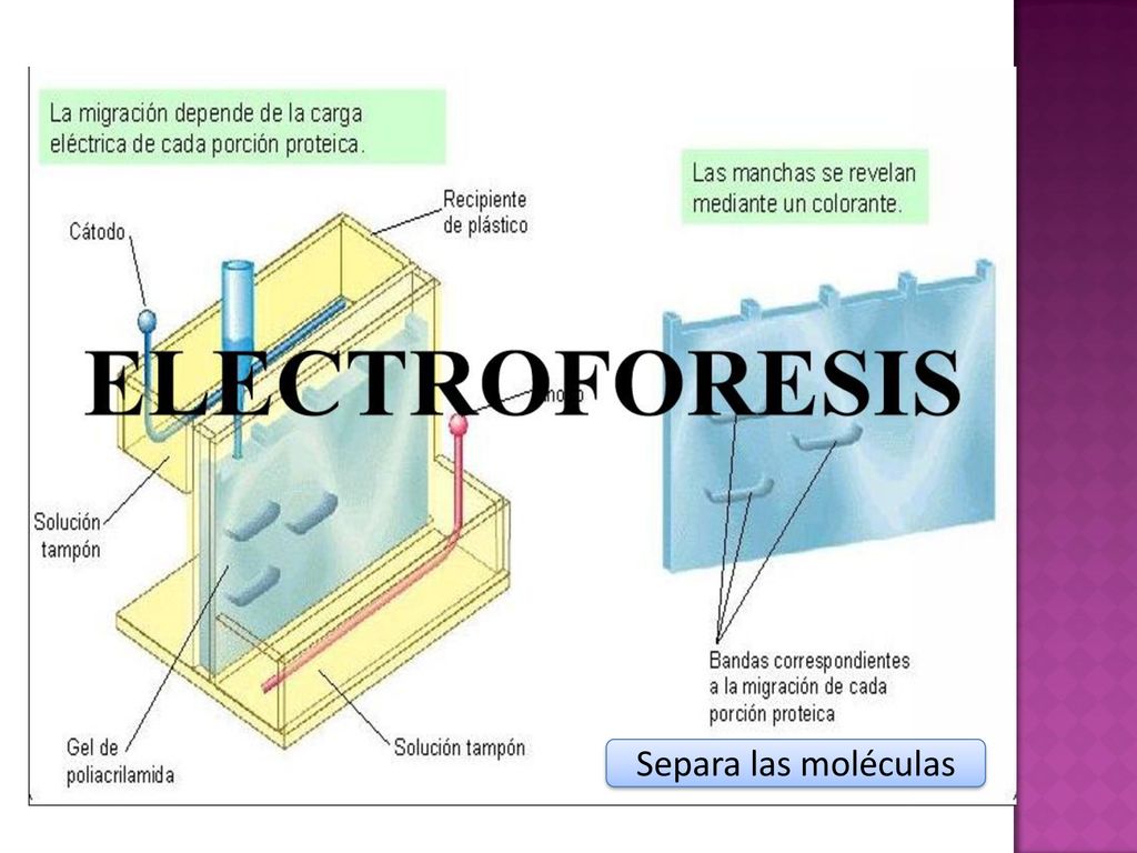 La electroforesis es una técnica para la separación de moléculas según la movilidad de éstas en un campo eléctrico.[1] La separación puede realizarse sobre la superficie hidratada de un soporte sólido (p. ej., electroforesis en papel o en acetato de celulosa), a través de una matriz porosa (electroforesis en gel), o bien en disolución (electroforesis libre). Dependiendo de la técnica que se use, la separación obedece en distinta medida a la carga eléctrica de las moléculas y a su masa.