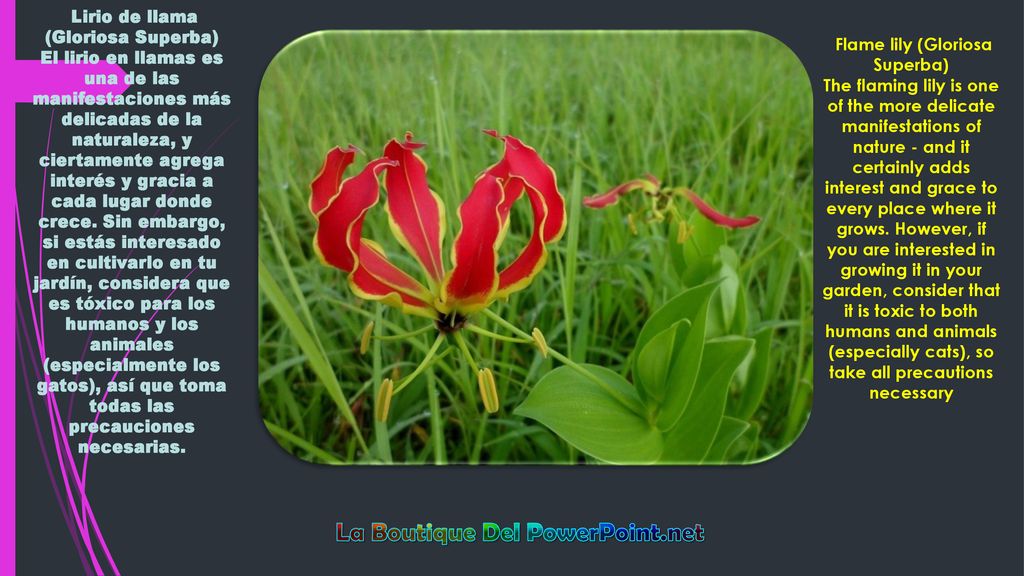 Flame lily (Gloriosa Superba) La Boutique Del PowerPoint.net