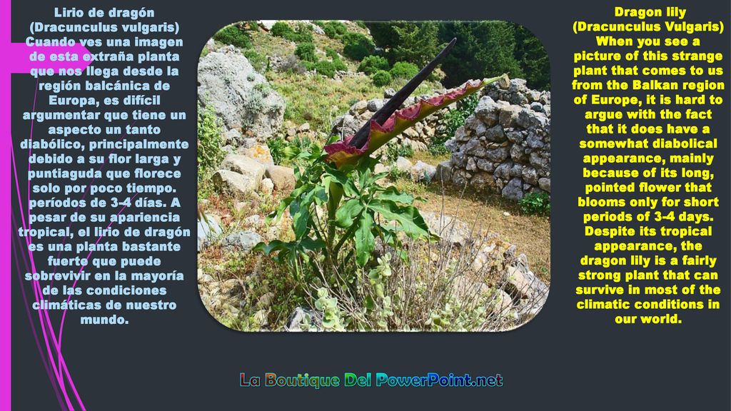 Lirio de dragón (Dracunculus vulgaris) La Boutique Del PowerPoint.net