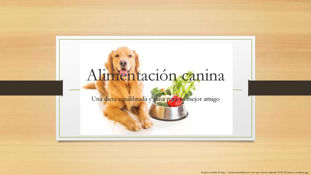 Una dieta equilibrada y sana para tu mejor amigo