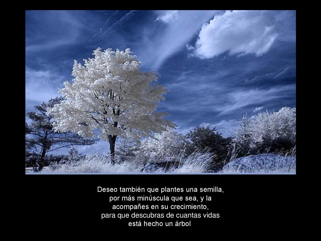 Deseo también que plantes una semilla, por más minúscula que sea, y la acompañes en su crecimiento, para que descubras de cuantas vidas está hecho un árbol.