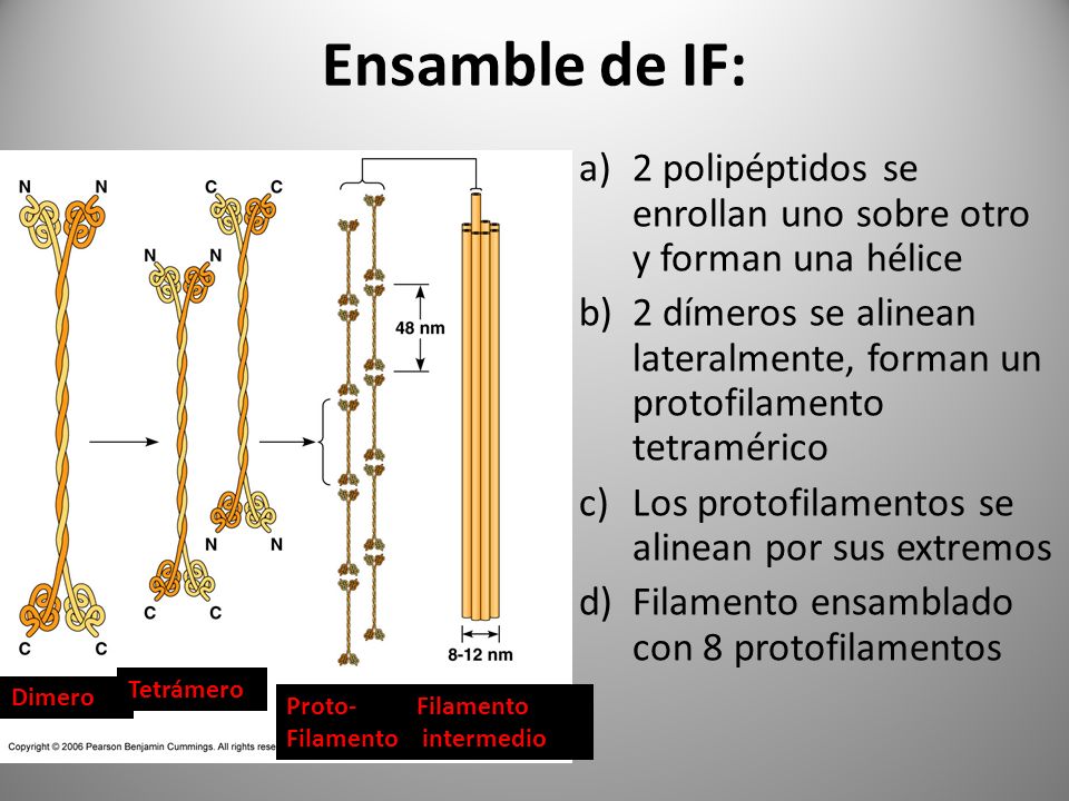 Ensamble de IF: 2 polipéptidos se enrollan uno sobre otro y forman una hélice.