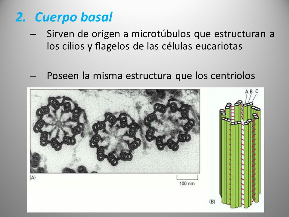 Cuerpo basal Sirven de origen a microtúbulos que estructuran a los cilios y flagelos de las células eucariotas.