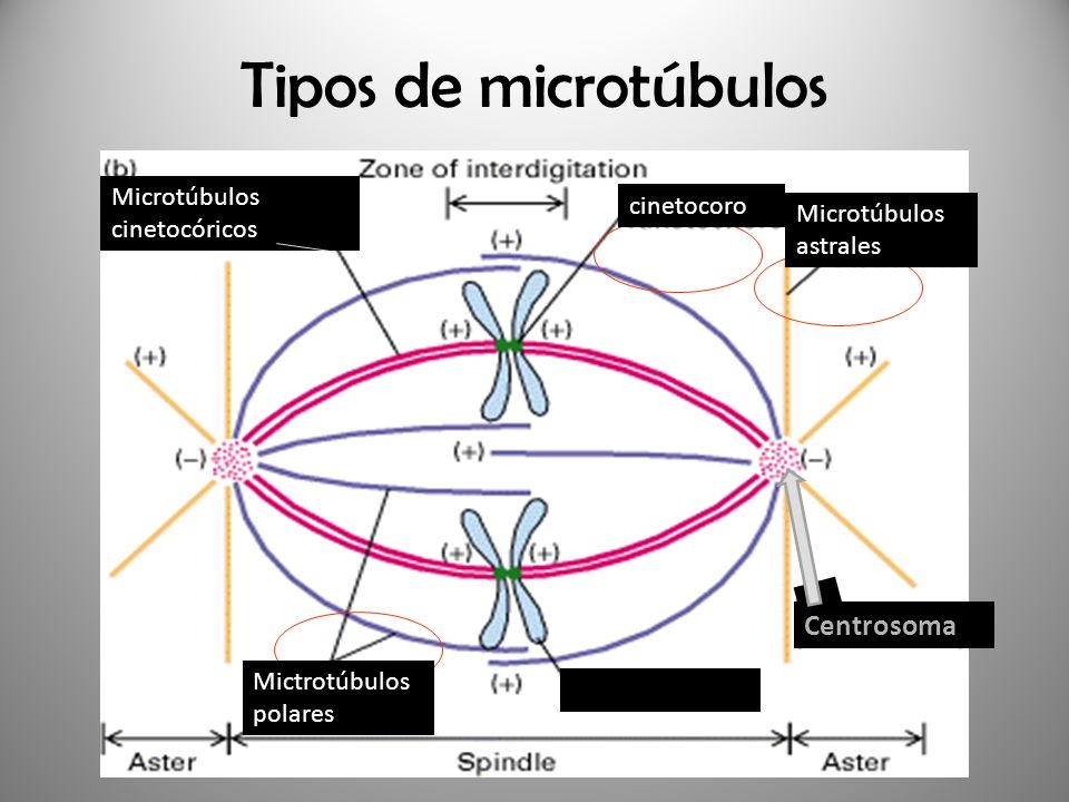 Tipos de microtúbulos Centrosoma Microtúbulos cinetocóricos cinetocoro