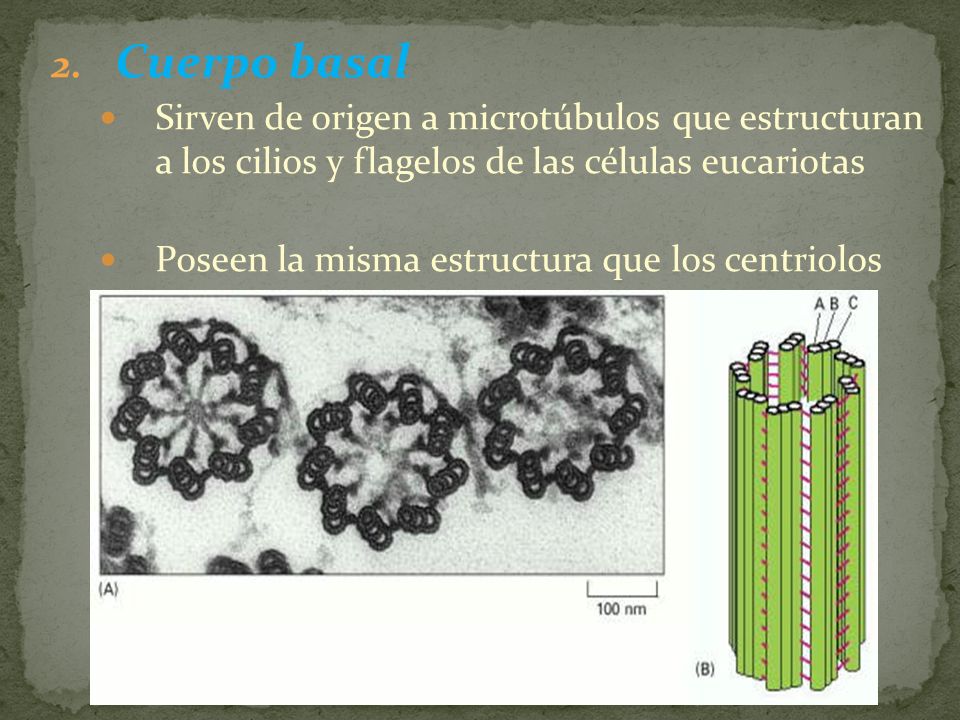 Cuerpo basal Sirven de origen a microtúbulos que estructuran a los cilios y flagelos de las células eucariotas.