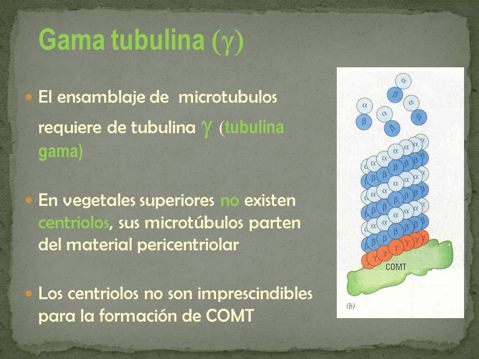 Gama tubulina (g) El ensamblaje de microtubulos requiere de tubulina g (tubulina gama)