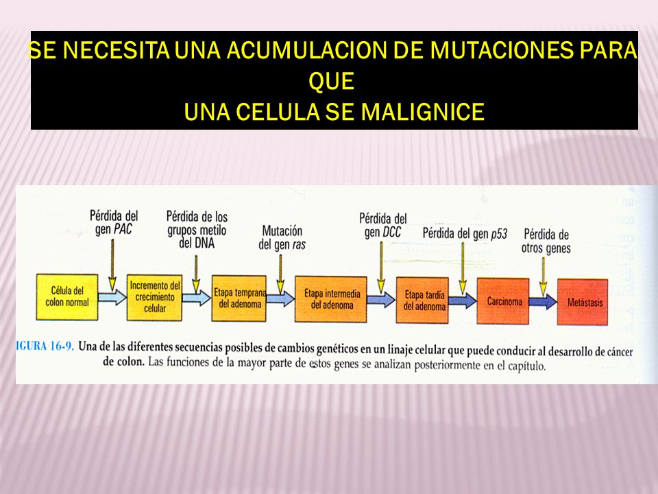 SE NECESITA UNA ACUMULACION DE MUTACIONES PARA UNA CELULA SE MALIGNICE