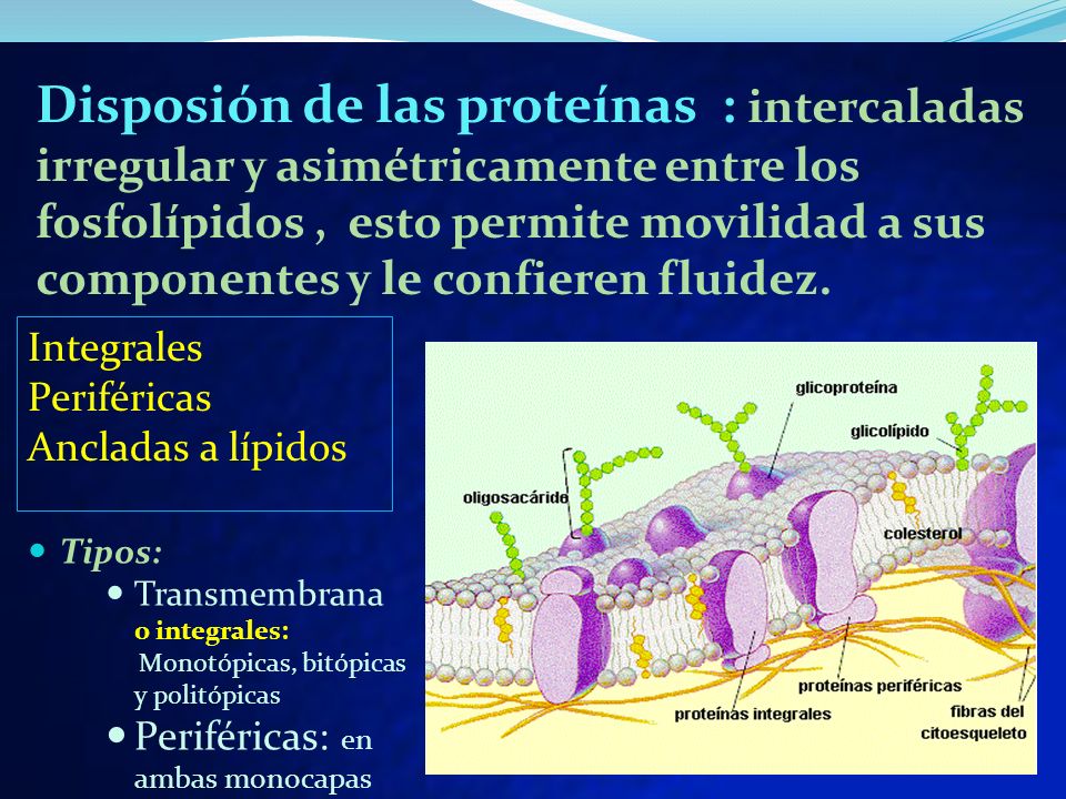 Disposión de las proteínas : intercaladas irregular y asimétricamente entre los fosfolípidos , esto permite movilidad a sus comp0nentes y le confieren fluidez.