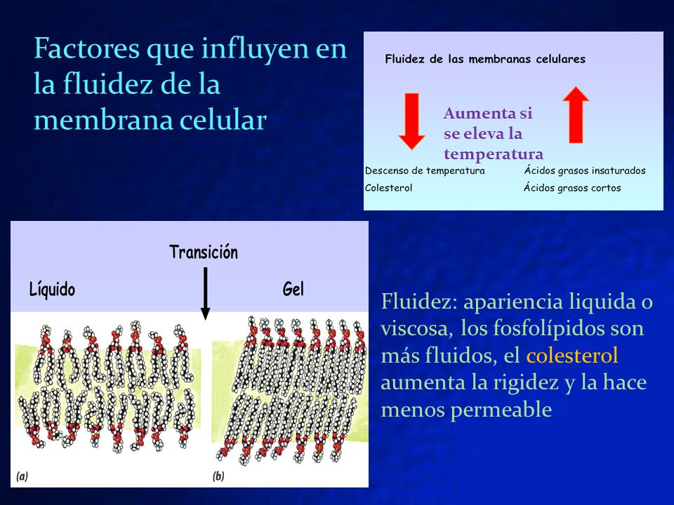 Factores que influyen en la fluidez de la membrana celular