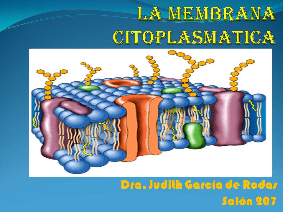 La membrana citoplasmatica