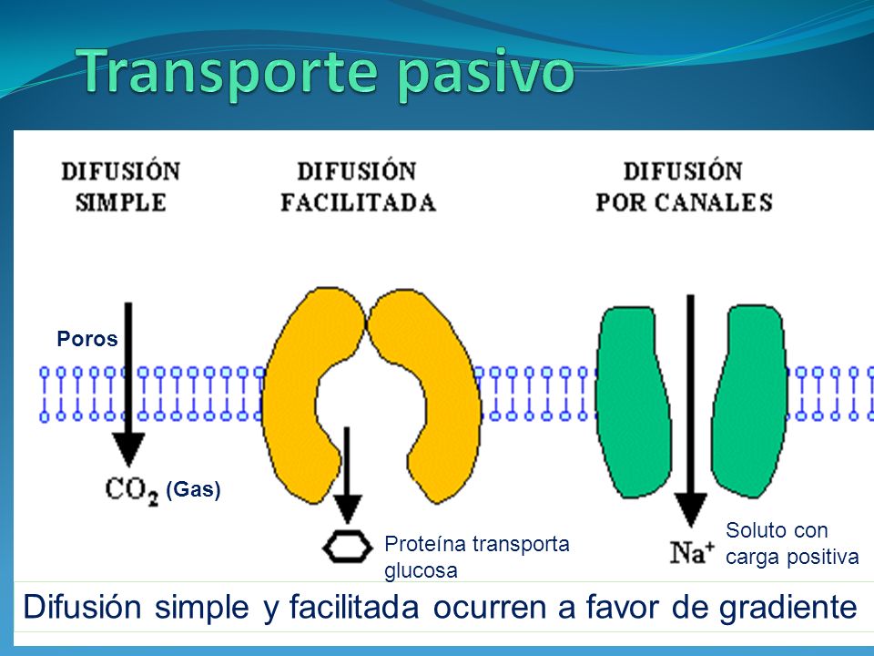 Transporte pasivo Poros. (Gas) Soluto con carga positiva. Proteína transporta. glucosa.