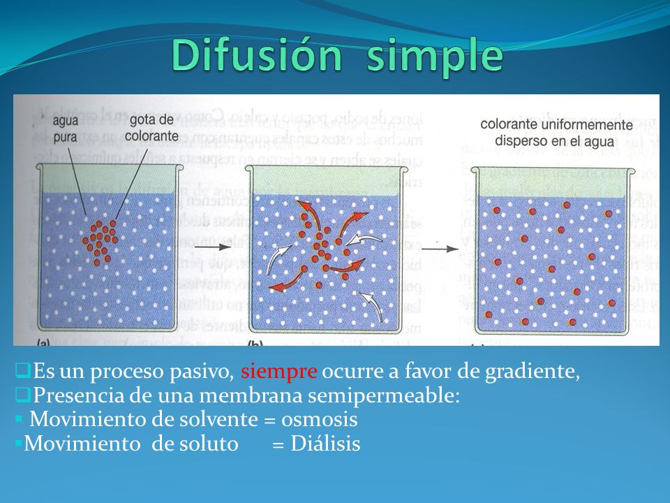 Difusión simple Es un proceso pasivo, siempre ocurre a favor de gradiente, Presencia de una membrana semipermeable:
