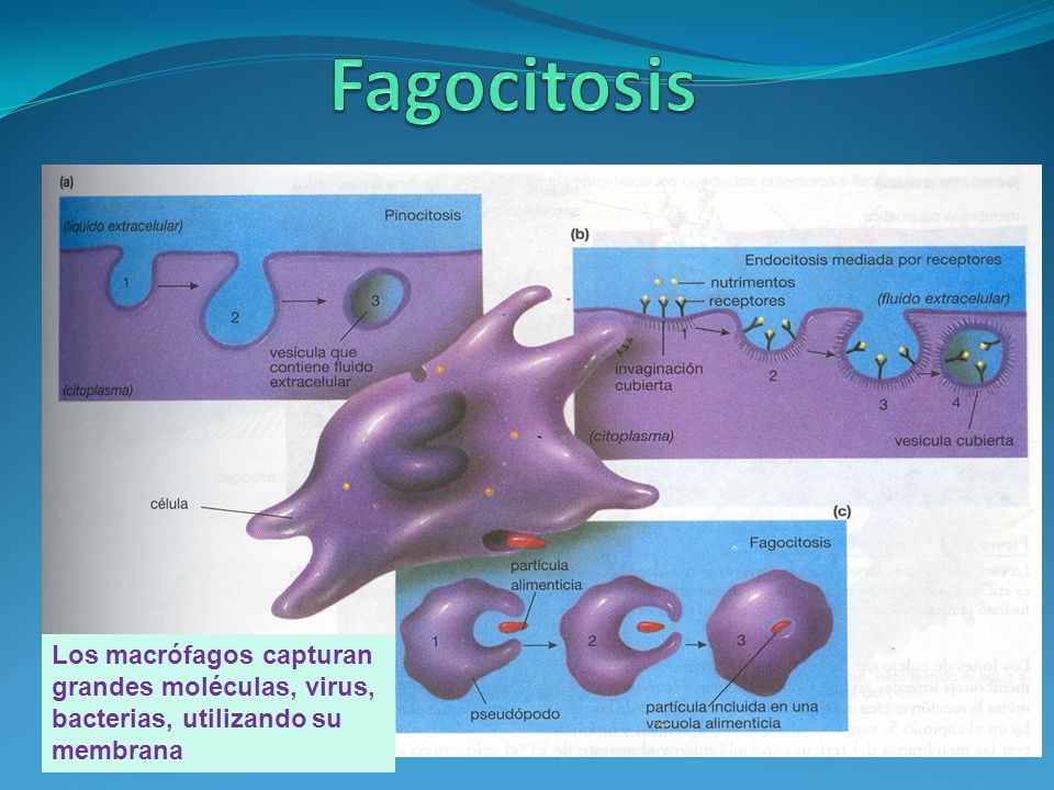 Fagocitosis Los macrófagos capturan grandes moléculas, virus, bacterias, utilizando su membrana
