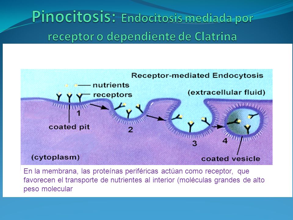 Pinocitosis: Endocitosis mediada por receptor o dependiente de Clatrina