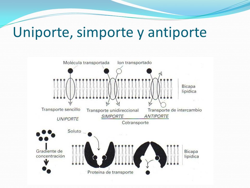 Uniporte, simporte y antiporte