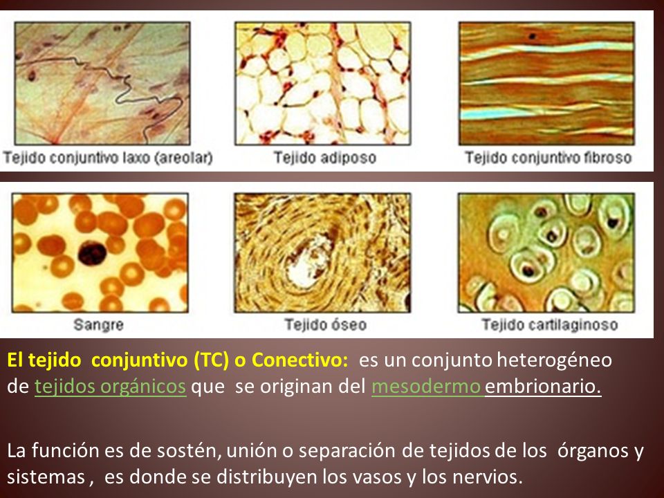 El tejido conjuntivo (TC) o Conectivo: es un conjunto heterogéneo de tejidos orgánicos que se originan del mesodermo embrionario.