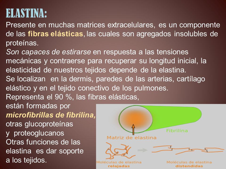 ELASTINA: Presente en muchas matrices extracelulares, es un componente de las fibras elásticas, las cuales son agregados insolubles de proteínas.