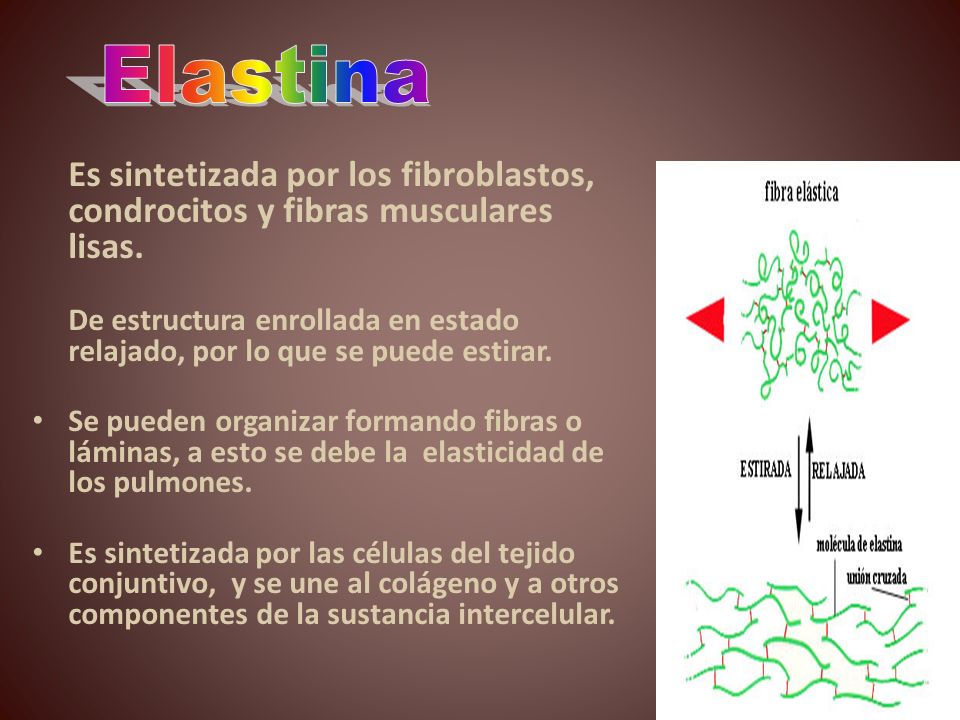 Elastina Es sintetizada por los fibroblastos, condrocitos y fibras musculares lisas.