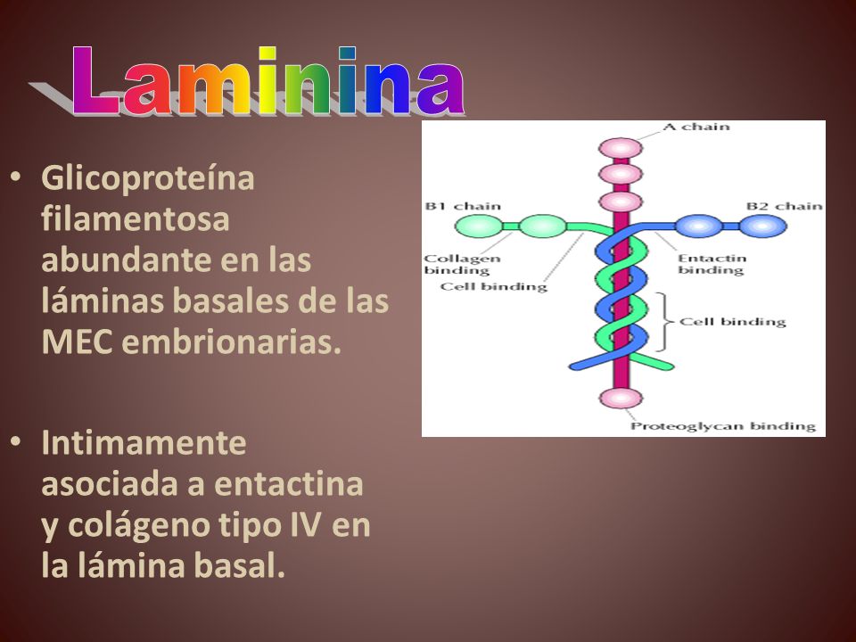 Laminina Glicoproteína filamentosa abundante en las láminas basales de las MEC embrionarias.