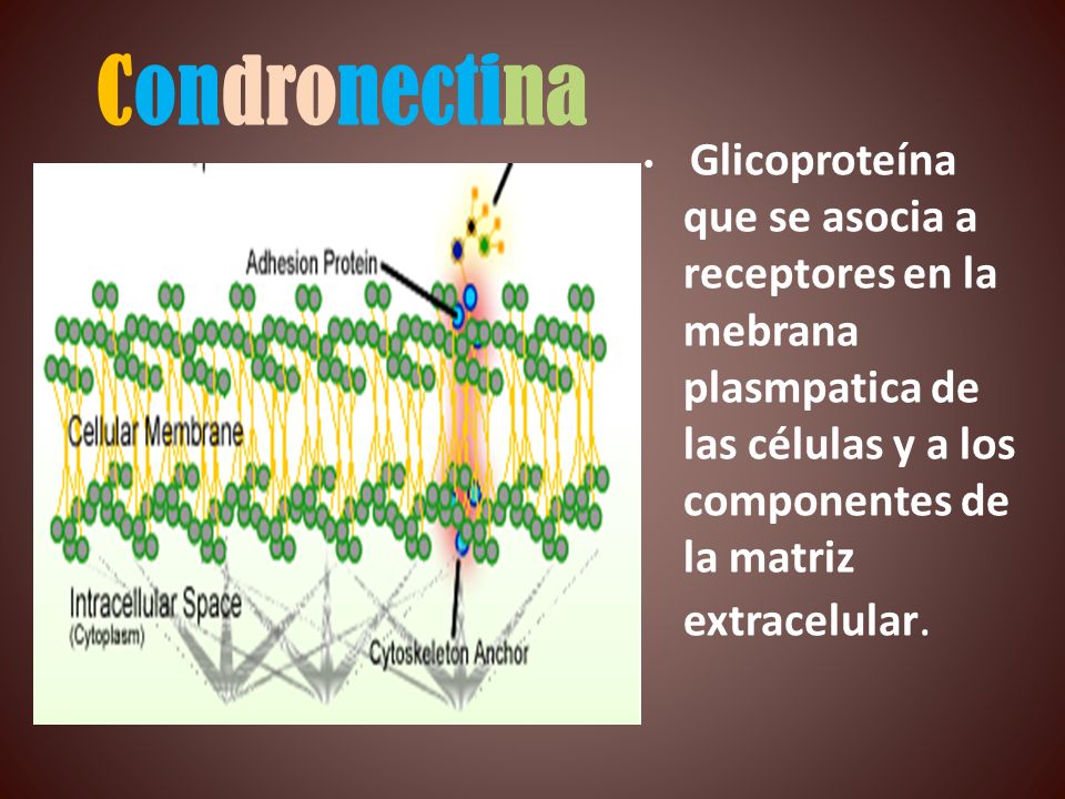 Condronectina Glicoproteína que se asocia a receptores en la mebrana plasmpatica de las células y a los componentes de la matriz extracelular.