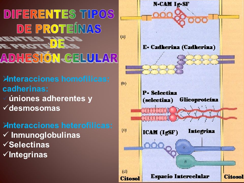 DIFERENTES TIPOS DE PROTEÍNAS DE ADHESIÓN CELULAR