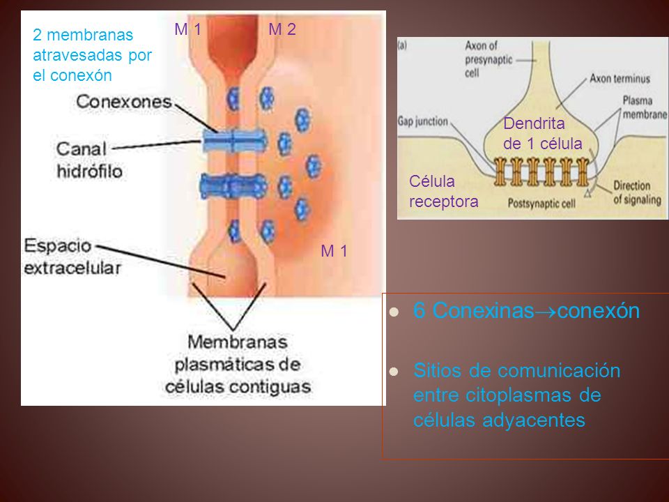M 1 M 2. 2 membranas atravesadas por el conexón. Dendrita de 1 célula. Célula receptora. M 1. 6 Conexinasconexón.